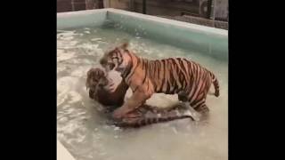 Tiger Fight! - Tiger Kingdom Phuket