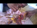 Aparato Reproductor de la Gallina 3"A"