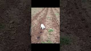 İçgüdüleri Kullanılan Kedi Tarlada Çalışıyor