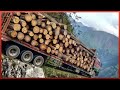 Extreme Tree Cutting Skills With Chainsaw And Heavy Logging Equipment