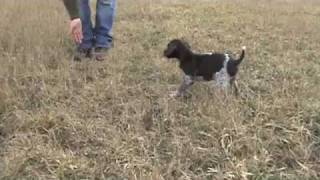 Free Hunting Dog Training Videos - Clicker Training with your new Puppy