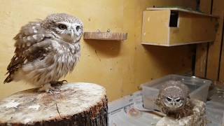 Uhoo With Worms For Dinner. Little Owls, Eagle-Owl, Cat