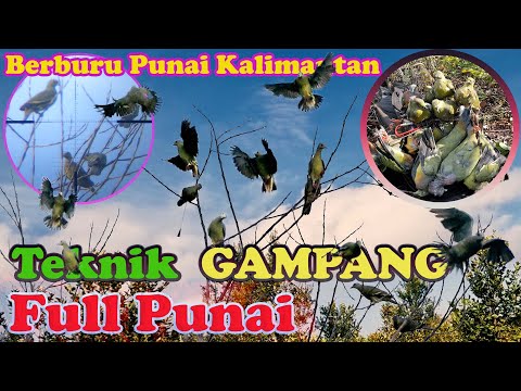 Berburu Punai Kalimantan - Jontrot Zombie Beraksi Teknik Paling Gampang Hasil Melimpah