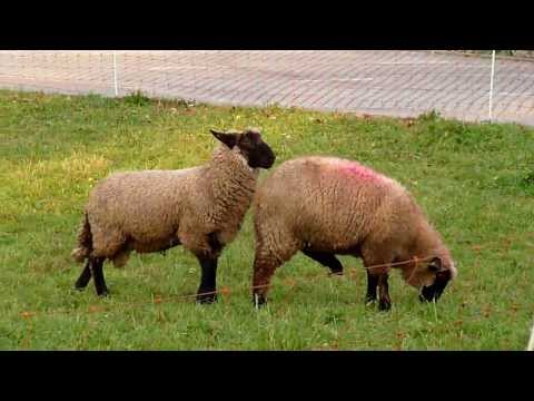 Animal Sex Sheep are mating funny Best Funny Compilation 2013...