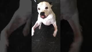 Happy Staffordshire Bull Terrier