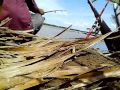 image Mancing Ikan Kiper Dengan Umpan Udang Kupas Segar