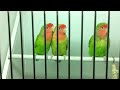 Canary Singing Tropical Birds Pet Store Parakeets Chirping And Singing images Canary Singing Tropical Birds Pet Store Parakeets Chirping And Singing