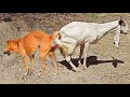 Dog and Goat mating