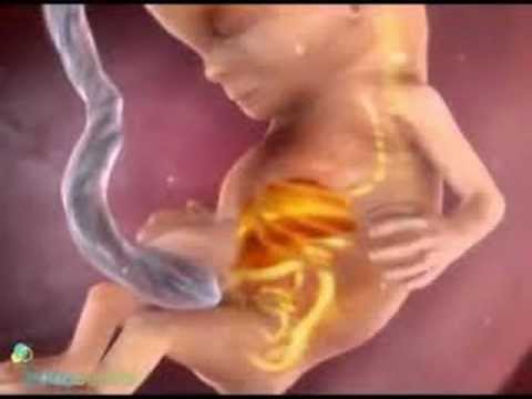 Посмотреть зачатие на видео Посмотреть зачатие на видео