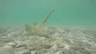Underwater Bass Strike - Walloon Lake, MI