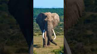 Which Animal Has Teeth That Grow Throughout Life