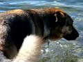 Jack the Dog