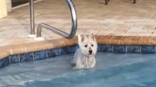 Eager dog desperately wants to jump into pool