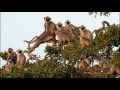 Wand conducts Koechlin - Les Bandar-log, Op. 176, after Kipling's "The Jungle Book" (1939)