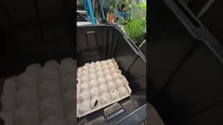 Saving Money On Dubia Roach Breeding And Keeping Hack