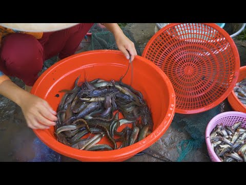 Nhộn Nhịp Chợ Cá Đồng Trên Đường Quê | Nét Quê #236