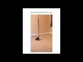 Funny baby animals Videos Compilation Funny moment of the animals