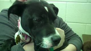 American Staffordshire Mix Puppy For Adoptionfoster In Chicago