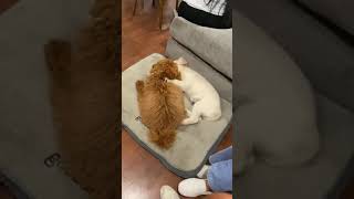 Puppies Kissing On The Lips