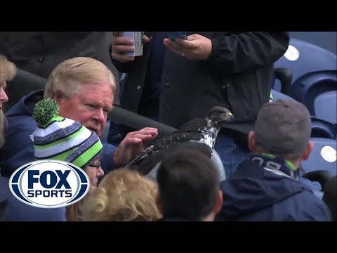 Huge Bird Lands On Fan S Head At Seattle Seahawks Huge Bird Lands On Fan S Head At Seattle Seahawks