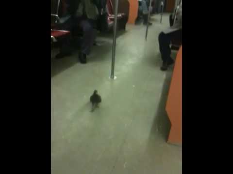 Thumb Pigeon that knows how to travel on the metro