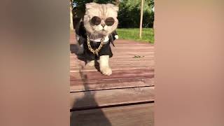 Top 100 Highlights of Animals VERY FUNNY ANIMALS#TopFunny ♥001