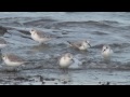 BTO Bird ID - Sanderling & Curlew Sandpiper