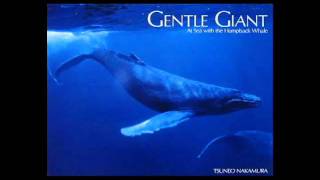Gentle Giants Of The Sea Another Chance Gentle Giants Of The Sea Another Chance