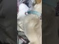Jack Russell Terrier Hugest Dog Cock EVER!!!!