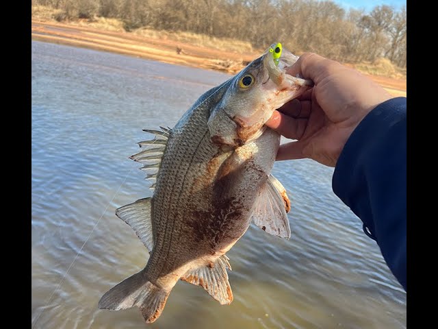 Watch Ask an Angler: Virtual Fishing Course (Bank Fishing for White Bass) on YouTube.