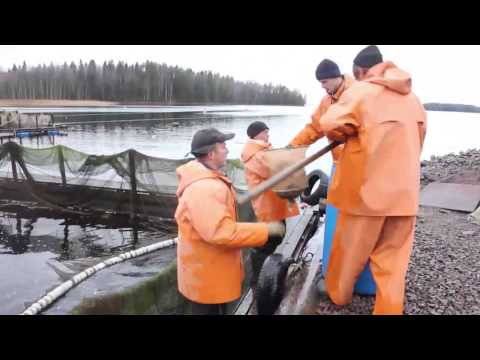 рыбалка на янисъярви базы рыбалка на янисъярви базы