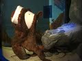 Akron Zoo octopus naming contest..mp4