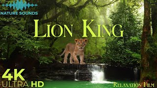 Lion King 4K 🦁 Scenic Relaxation Film - Peaceful Relaxing Music - Nature Sounds Ultra Hd