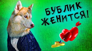 Жених Бублик! Гуру Шоппинга Aliexpress Выбрала Ему Костюм На Свадьбу! Хаски Бандит Говорящая Собака