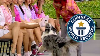 Most Socks Removed By A Dog In 1 Minute Guinness World Records