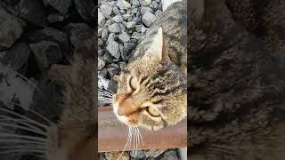 Kötü Kedi Şerofunny Cats And Kittens Meowing Compilation