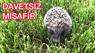 Bahçemize Gelen Davetsiz Misafir