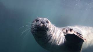 Harbor Seal Birthday Playdate in Santa Cruz 2017