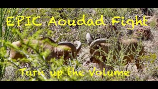 Epic Aoudad Barbary Sheep Fight. Turn Up The Volume.