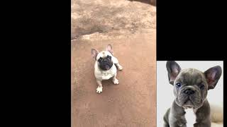 My funny dog - funny Cats and Dogs videos compilation #2