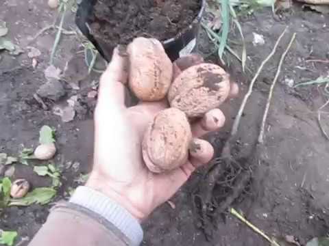 Выращивание грецкого ореха в саду – советы СПЕЦИАЛИСТОВ