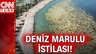 İzmirde Sahil Deniz Marulu Ile Yeşile Büründü