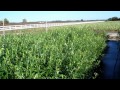 Pink Blueberry Plants for Sale - Pink Lemonade Blueberry Bushes for Sale by DiMeo Berry Nursery