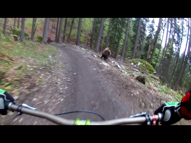 Just A Casual Bike Ride… Whoa, Is That A Bear Coming At Us?! - Video