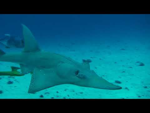 1000002488 hn11902 gs080207 malediven meer karibik fische unterwasser Clip 417 meer,hai,fische | footage 1000002488 hn11902 gs080207 malediven meer karibik fische unterwasser Clip 417 meer,hai,fische | footage
