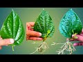 How To Grow Betel Leaves (Paan) Plant From Single Leaves