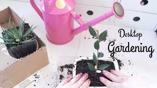 Desktop Garden: Bonsai Camellia