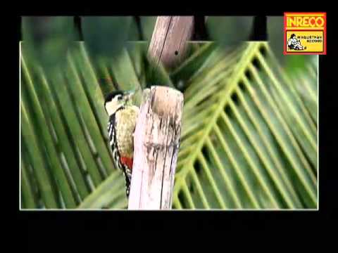 Pakhi Tui Thik Bosey Thak - Hiralal Sarkhel