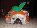 dogs at the holidays