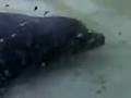 Foto pequena Sea Life - Seals